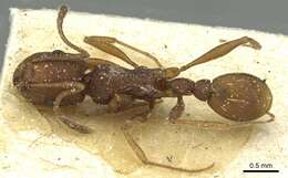 Image of Tetramorium