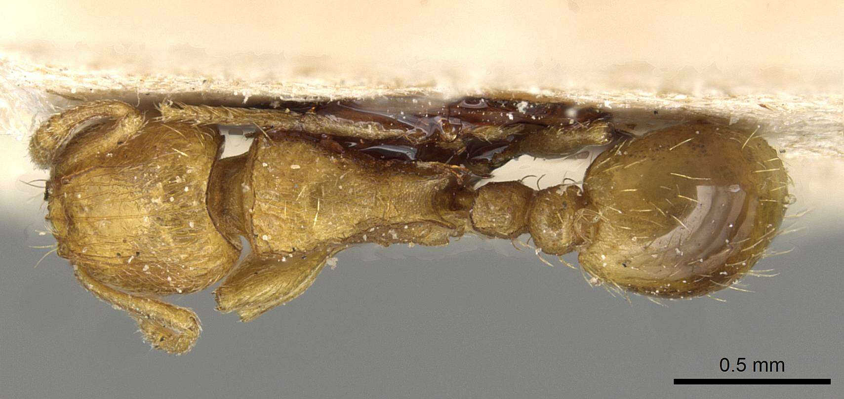 Image of Tetramorium shilohense Forel 1913