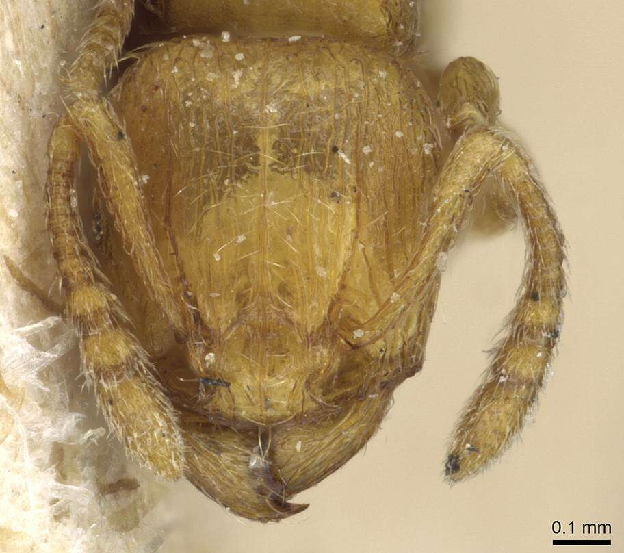 Image of Tetramorium shilohense Forel 1913