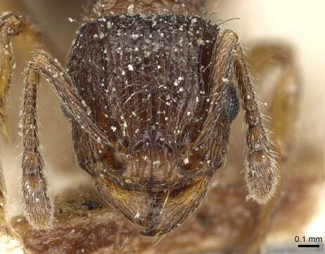 Image of Tetramorium squaminode Santschi 1911