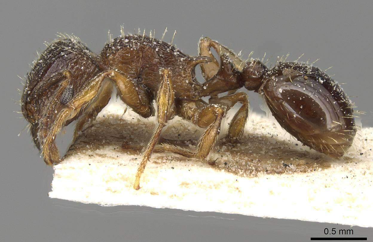 Image of Tetramorium squaminode Santschi 1911