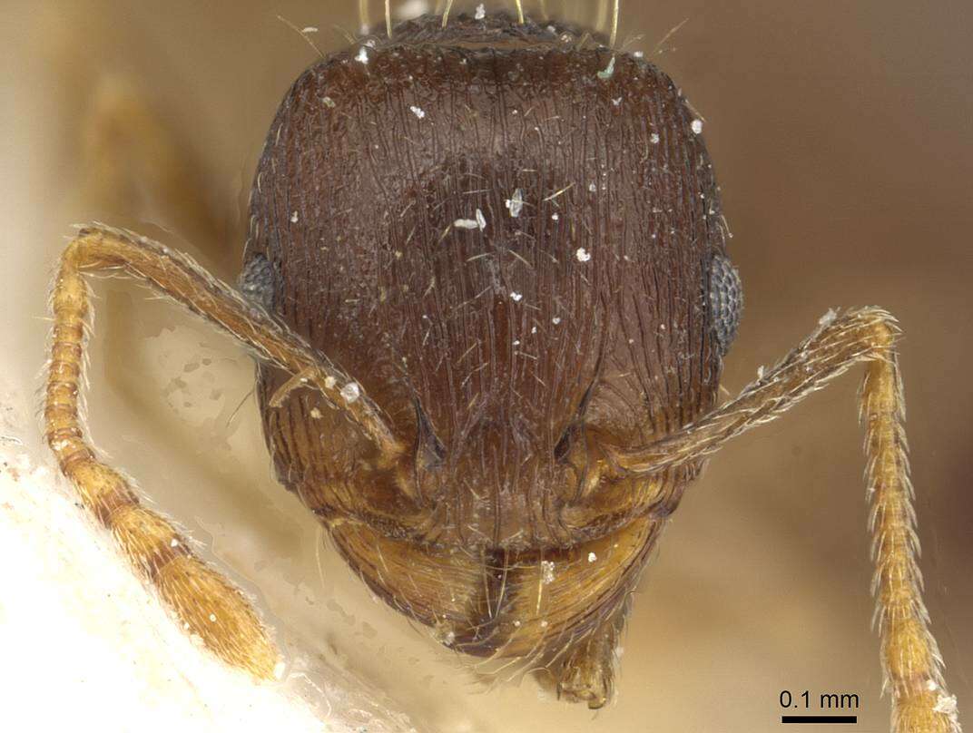 Image of Tetramorium syriacum Emery 1922