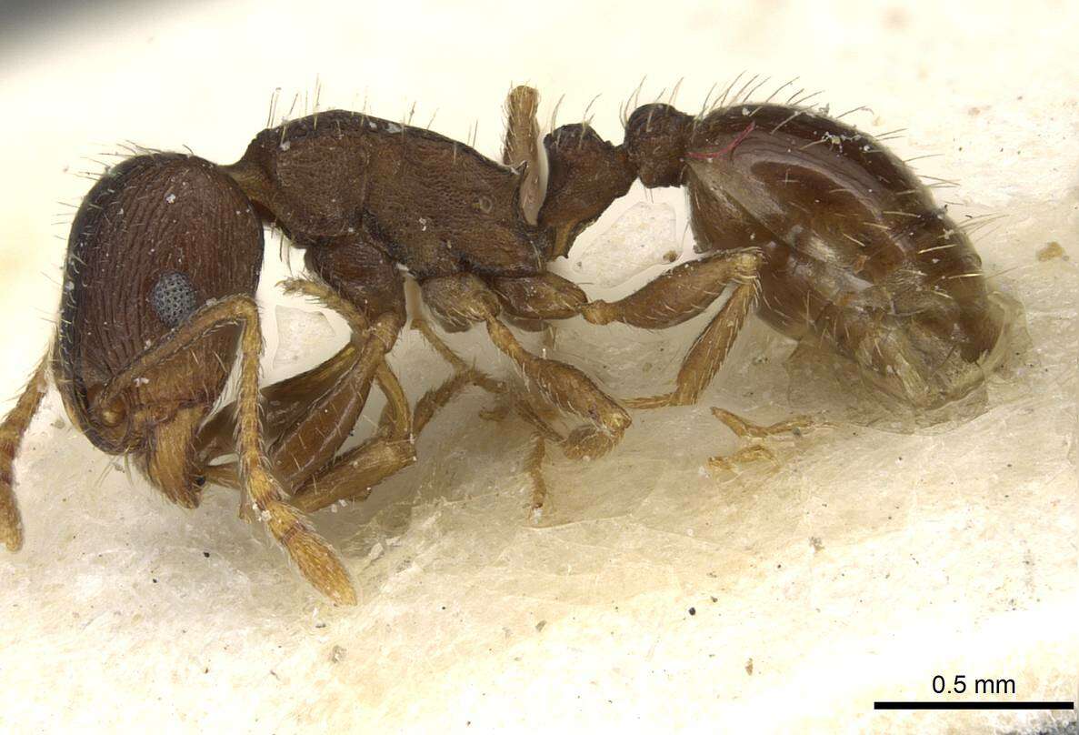 Image of Tetramorium syriacum Emery 1922