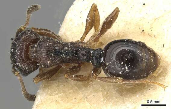 Image of Tetramorium edouardi Forel 1894