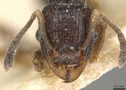 Image of Tetramorium edouardi Forel 1894