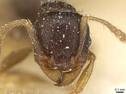 Image of Japanese Pavement Ant