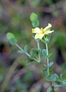 Image of fourpetal St. Johnswort