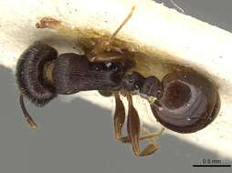 Image of <i>Tetramorium sulcinode</i>