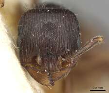 Image of <i>Tetramorium sulcinode</i>