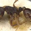 Image of <i>Tetramorium sulcinode</i>