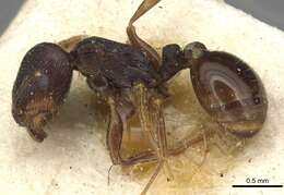 Image of <i>Tetramorium sulcinode</i>