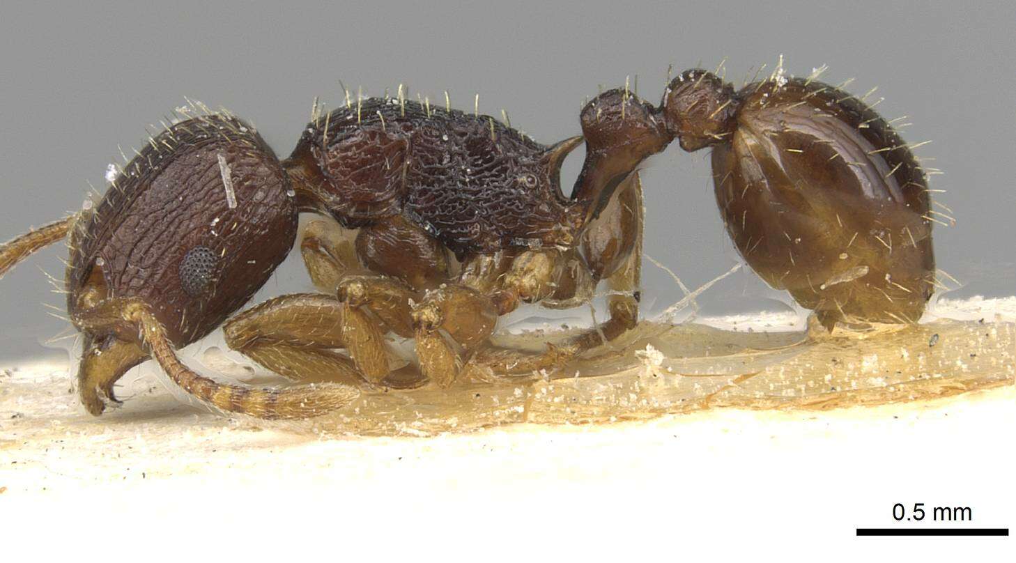 Image of Tetramorium ubangense Santschi 1937