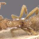 Image of Heteroponera inermis (Emery 1894)
