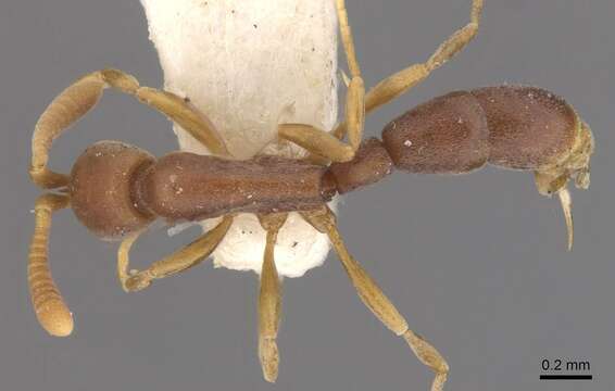 Imagem de Probolomyrmex guineensis Taylor 1965