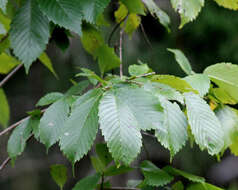 Image of American elm