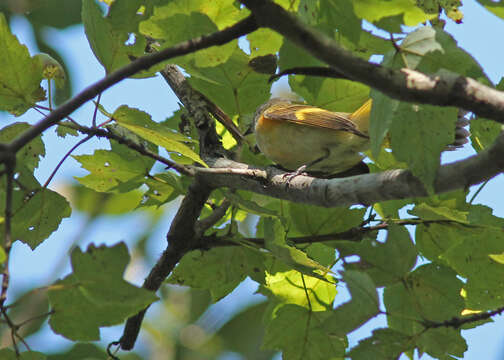 Image of American Redstart