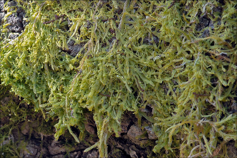 Image of Metzgeria furcata (L.) Corda