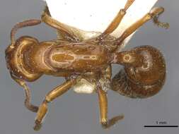 Image of Centromyrmex hamulatus (Karavaiev 1925)