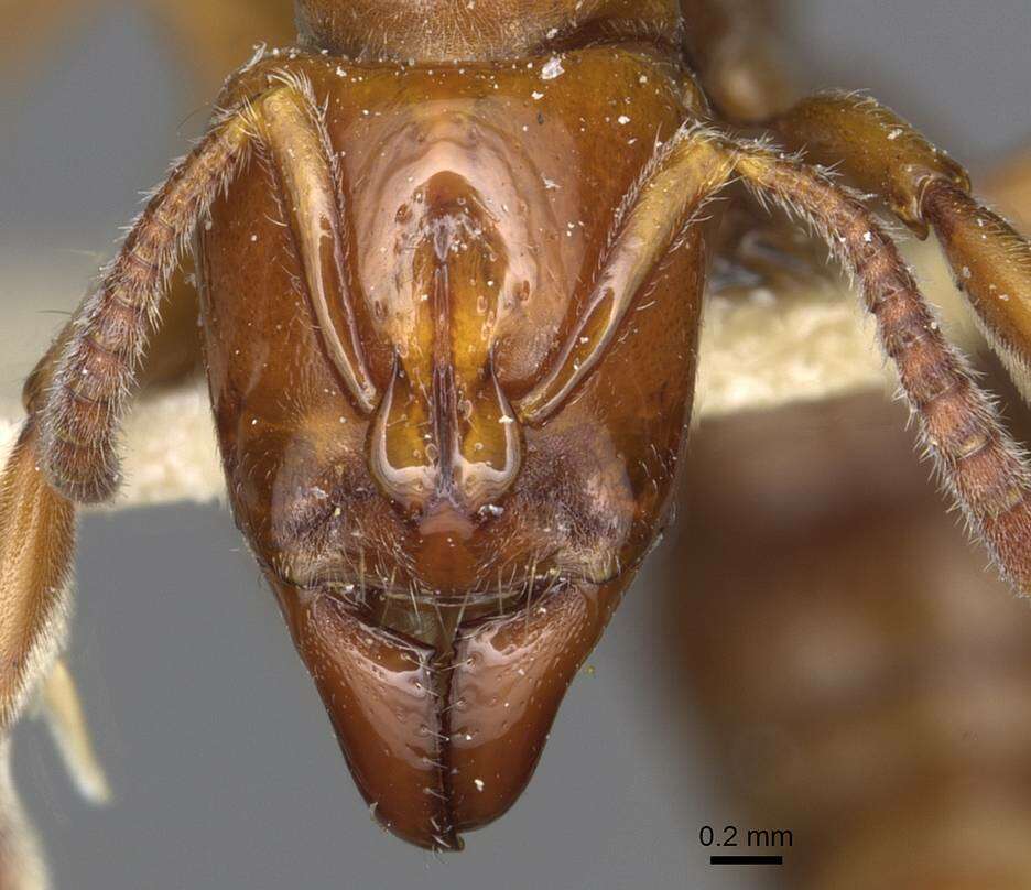 Image of Centromyrmex hamulatus (Karavaiev 1925)
