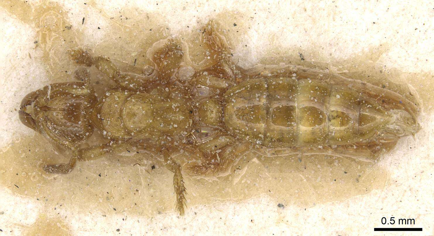 Image of <i>Centromyrmex longiventris</i>