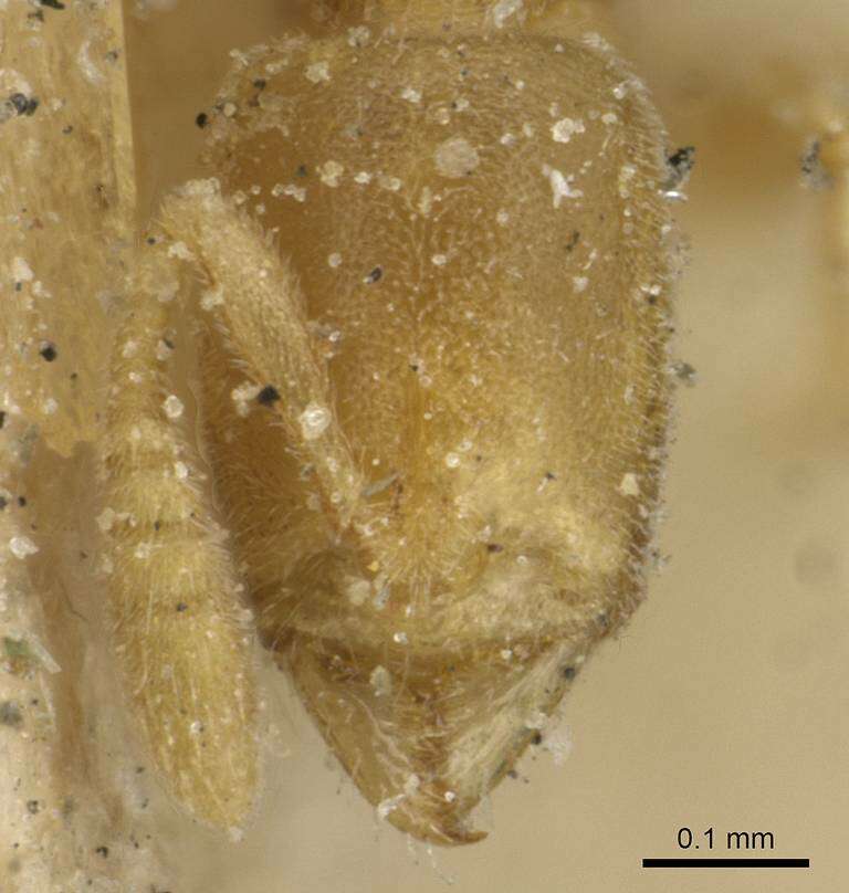 Image of Hypoponera angustata (Santschi 1914)