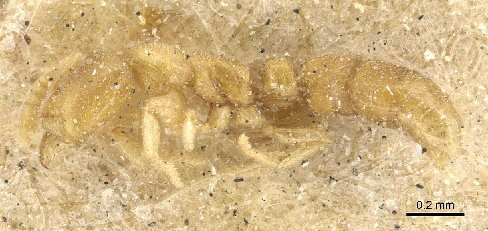 Image of Hypoponera angustata (Santschi 1914)