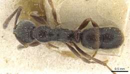 Image of Hypoponera sulcatinasis (Santschi 1914)