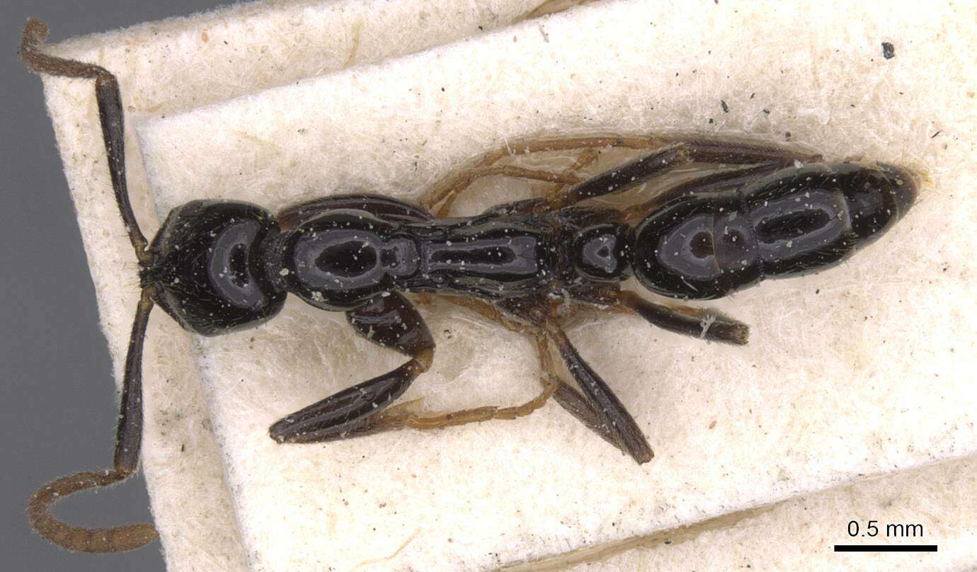 Image of Leptogenys