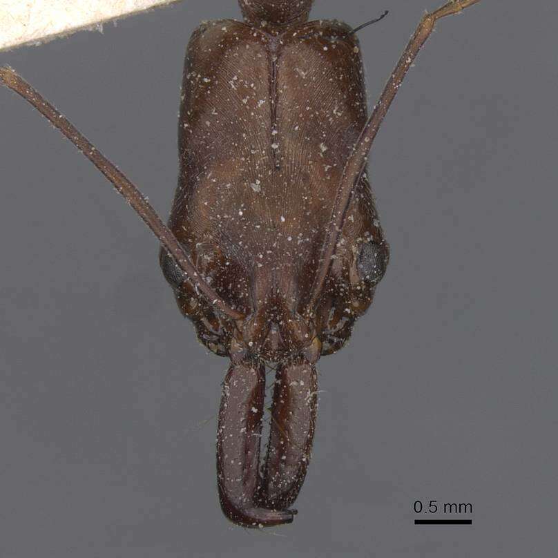 Image of Odontomachus chelifer (Latreille 1802)