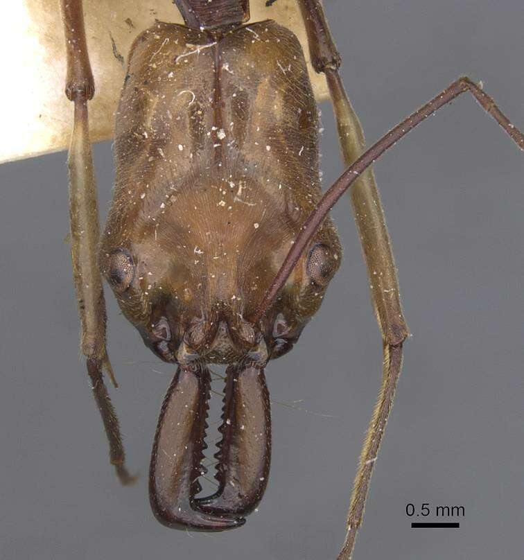 Image of Odontomachus banksi Forel 1910