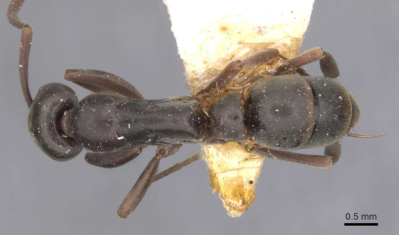 Image de Neoponera bucki