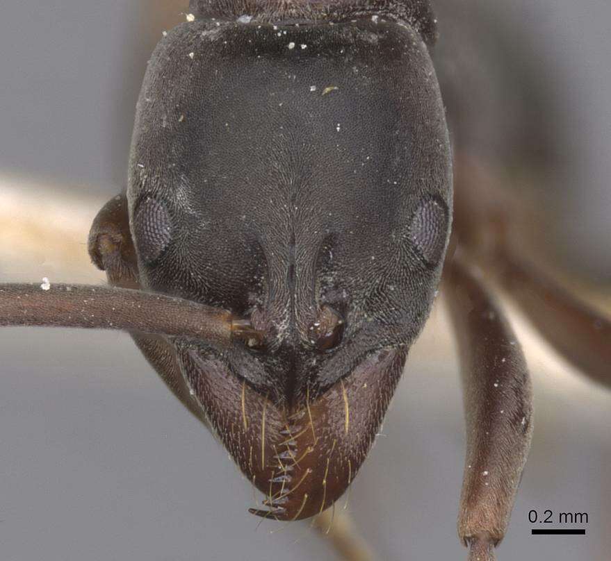 Image de Neoponera bucki