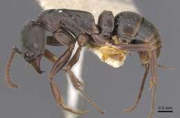 Image of Neoponera bucki