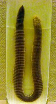 Image of Anatolian Worm Lizard