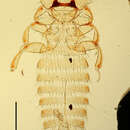 Image of Colpocephalum clayellum Brinck 1955