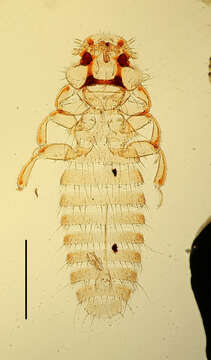 Image of Colpocephalum clayellum Brinck 1955