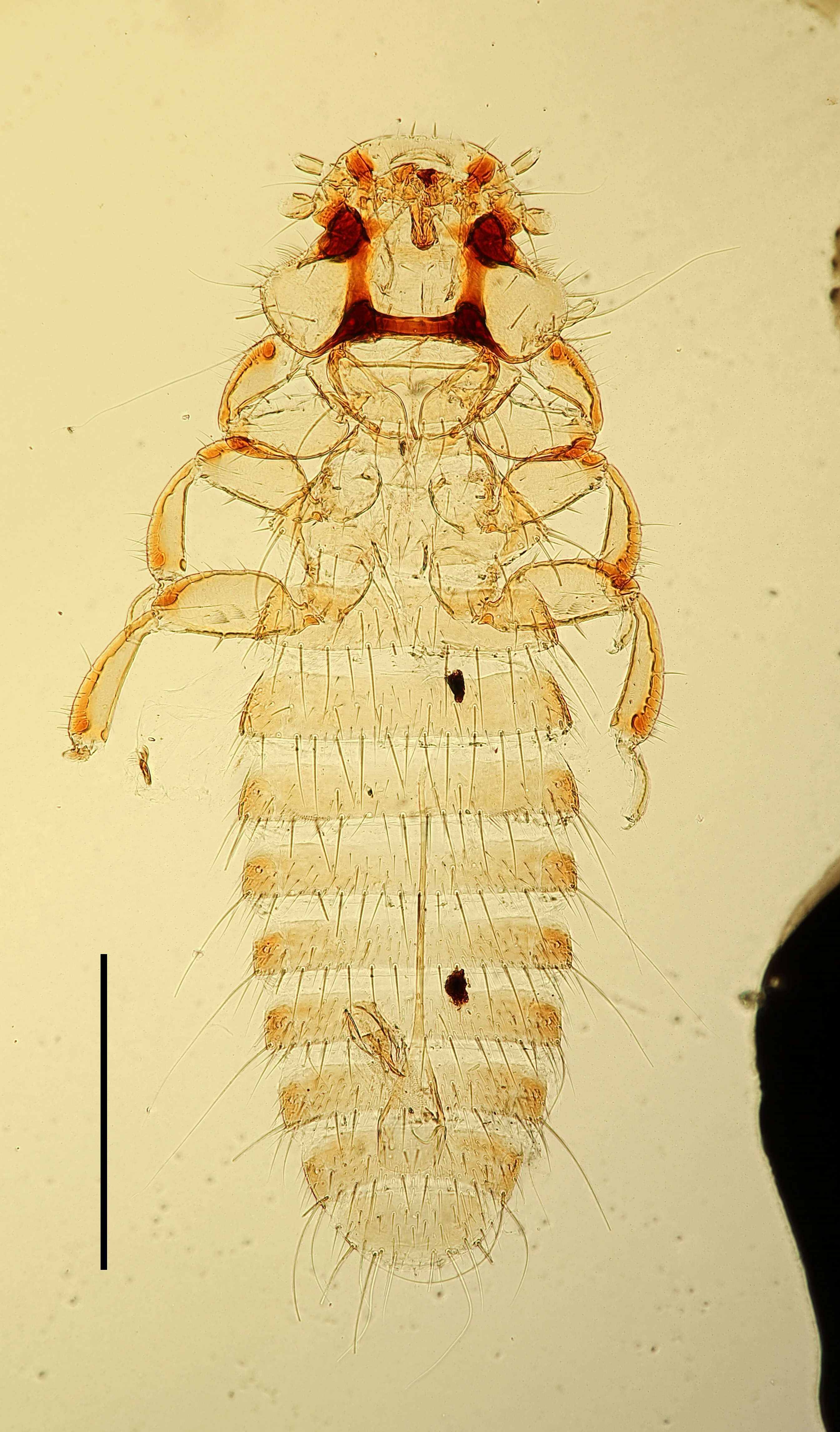 Image of Colpocephalum clayellum Brinck 1955