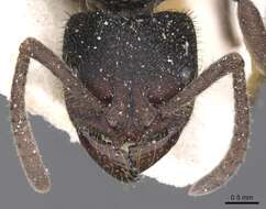 Image of Phrynoponera gabonensis (Andre 1892)
