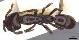 Image of Plectroctena minor Emery 1892