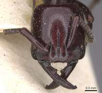 Image of Plectroctena minor Emery 1892