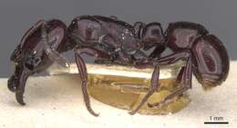 Image of Plectroctena minor Emery 1892