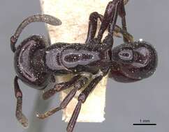 Image of Plectroctena minor Emery 1892