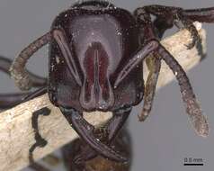 Image of Plectroctena minor Emery 1892