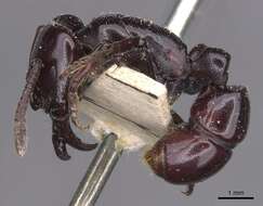 Image of Plectroctena minor Emery 1892