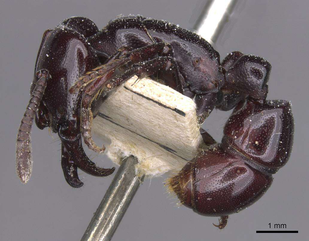 Image of Plectroctena minor Emery 1892