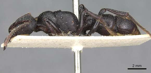 Image of Psalidomyrmex procerus Emery 1901