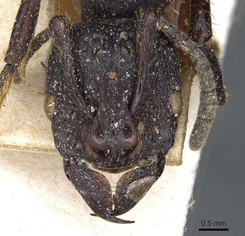 Image of Psalidomyrmex procerus Emery 1901