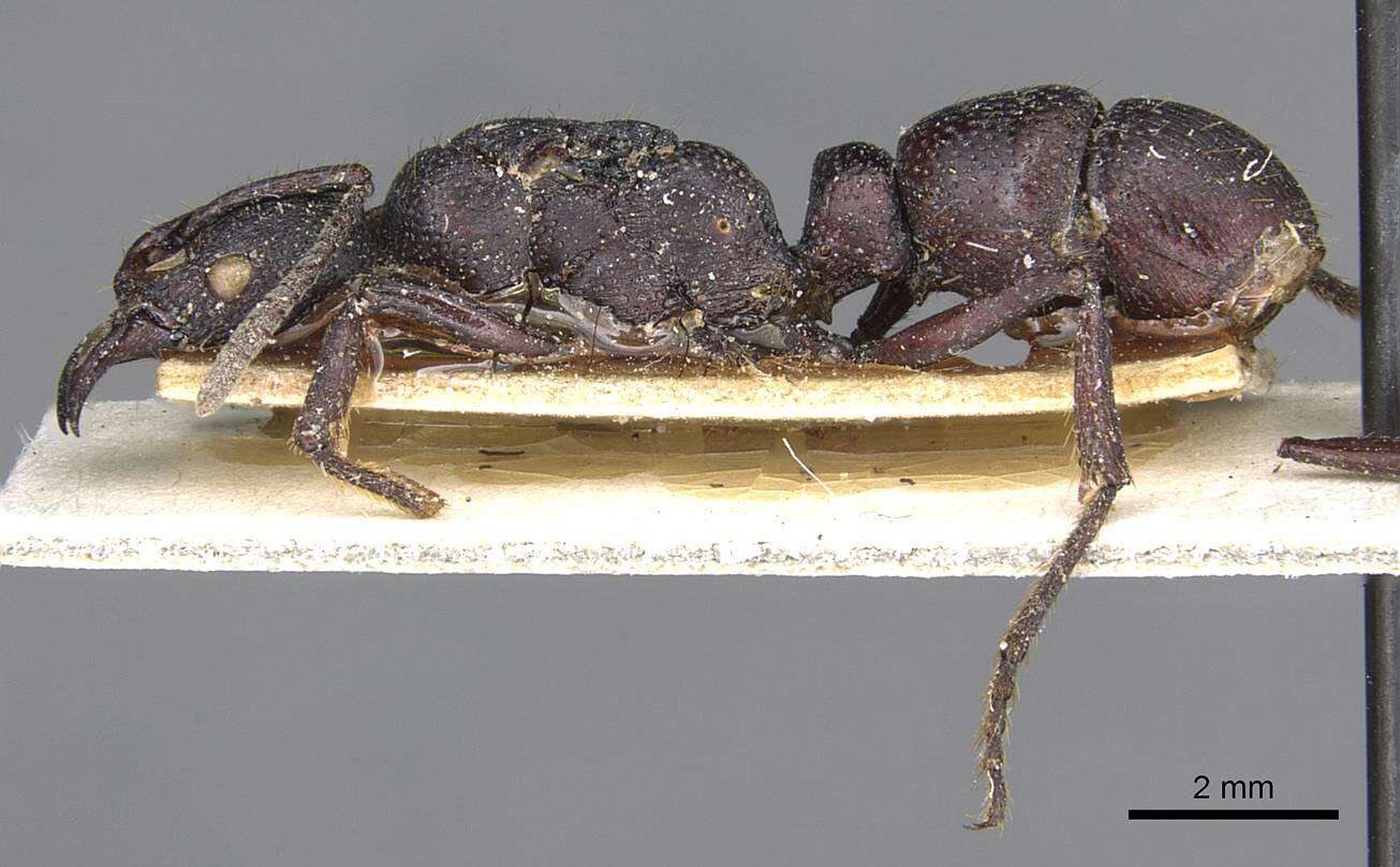 Image of Psalidomyrmex procerus Emery 1901