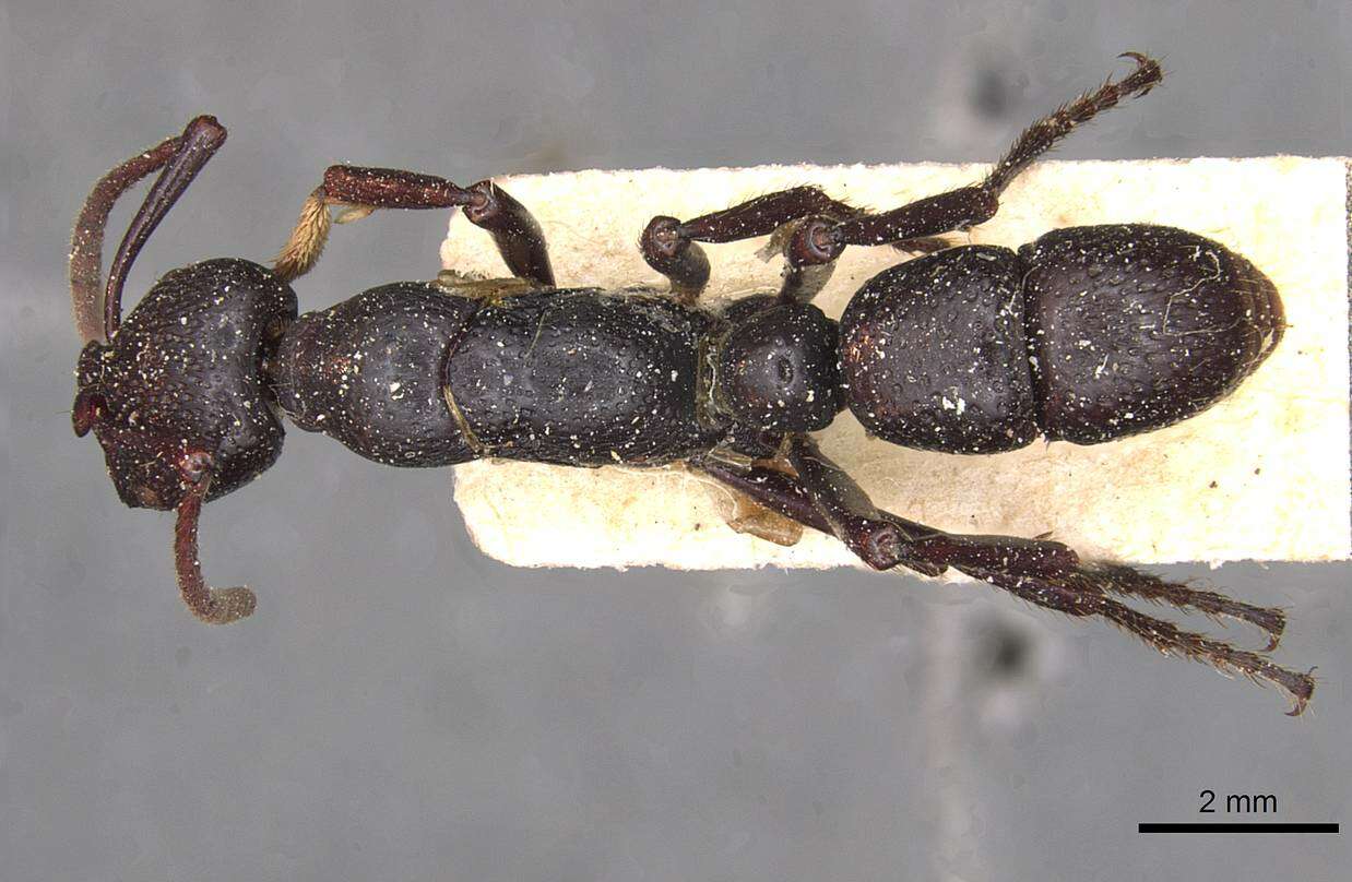 Image of Psalidomyrmex wheeleri Santschi 1923