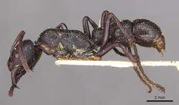 Image of Psalidomyrmex wheeleri Santschi 1923